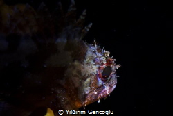 Brown rockfish by Yildirim Gencoglu 